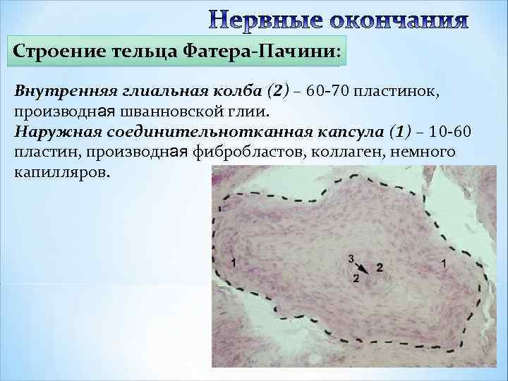 Строение тельца Фатера-Пачини: Внутренняя глиальная колба (2) – 60 -70 пластинок, производная шванновской глии.