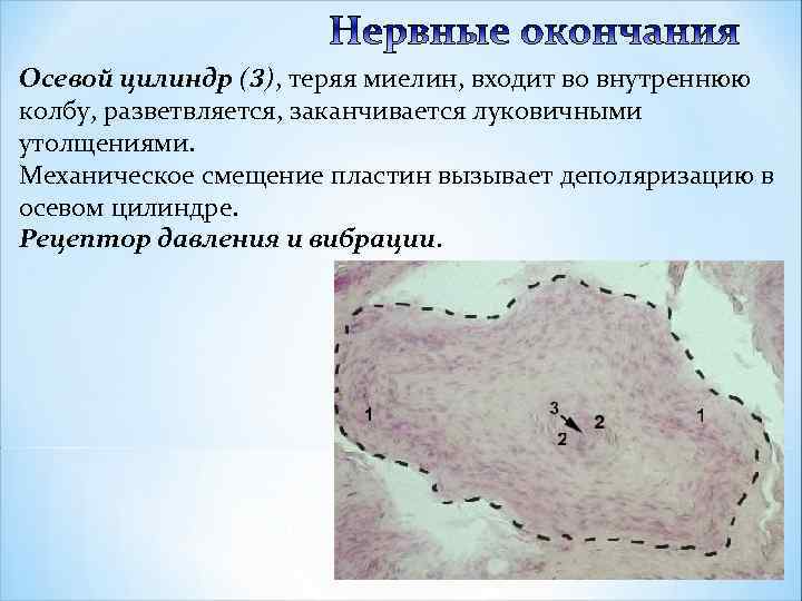 Осевой цилиндр (3), теряя миелин, входит во внутреннюю колбу, разветвляется, заканчивается луковичными утолщениями. Механическое