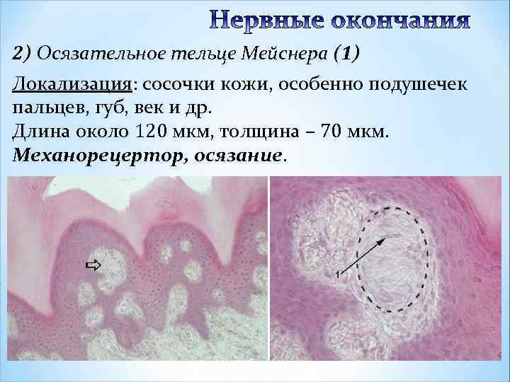 2) Осязательное тельце Мейснера (1) Локализация: сосочки кожи, особенно подушечек пальцев, губ, век и