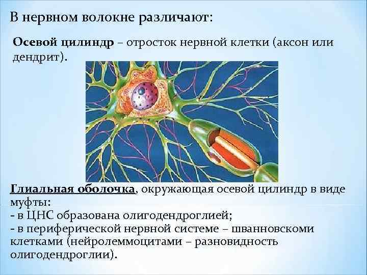 Моторные нервные окончания иннервируют