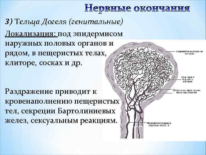 3) Тельца Догеля (генитальные) Локализация: под эпидермисом наружных половых органов и рядом, в пещеристых