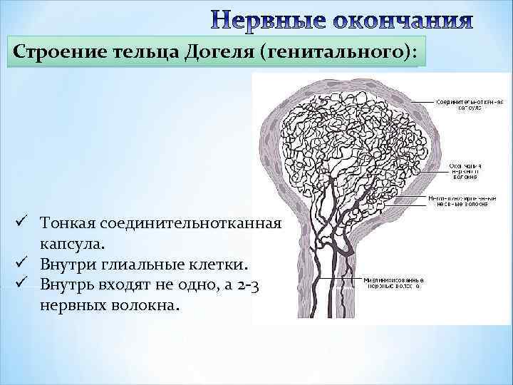 Строение тельца Догеля (генитального): ü Тонкая соединительнотканная капсула. ü Внутри глиальные клетки. ü Внутрь