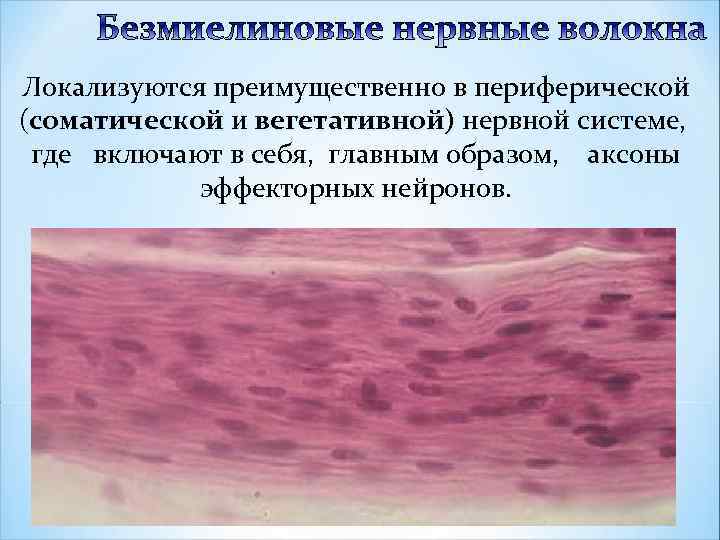 Локализуются преимущественно в периферической (соматической и вегетативной) нервной системе, где включают в себя, главным