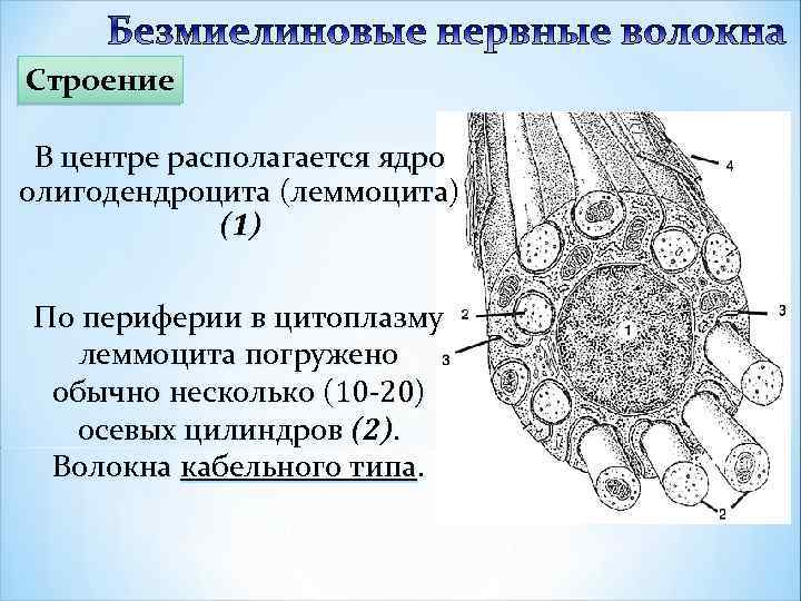 Строение В центре располагается ядро олигодендроцита (леммоцита) (1 ) По периферии в цитоплазму леммоцита