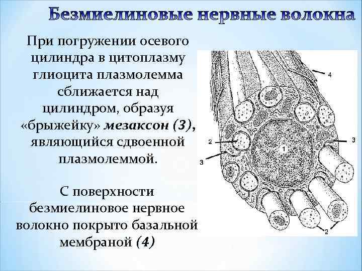 Моторные нервные окончания иннервируют