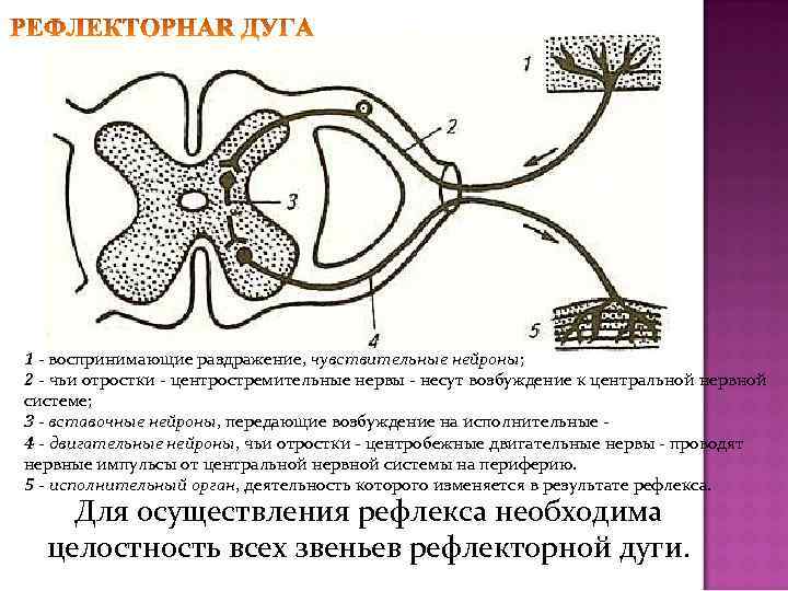 1 - воспринимающие раздражение, чувствительные нейроны; 2 - чьи отростки - центростремительные нервы -