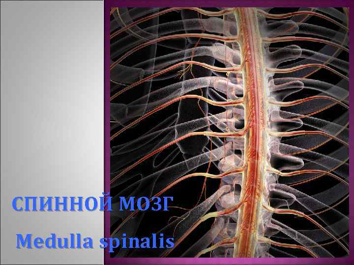 СПИННОЙ МОЗГ Medulla spinalis 