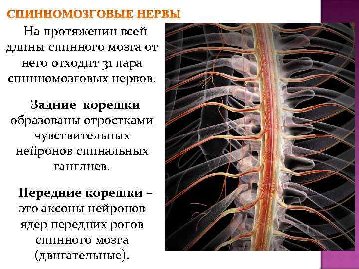 На протяжении всей длины спинного мозга от него отходит 31 пара спинномозговых нервов. Задние