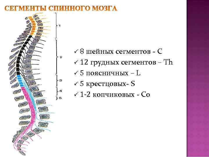 8 шейных сегментов - C ü 12 грудных сегментов – Th ü 5 поясничных