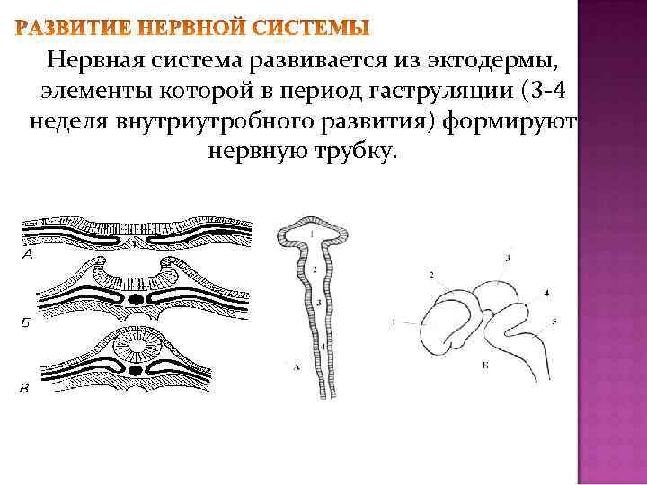 Нервная система развивается из эктодермы, элементы которой в период гаструляции (3 -4 неделя внутриутробного