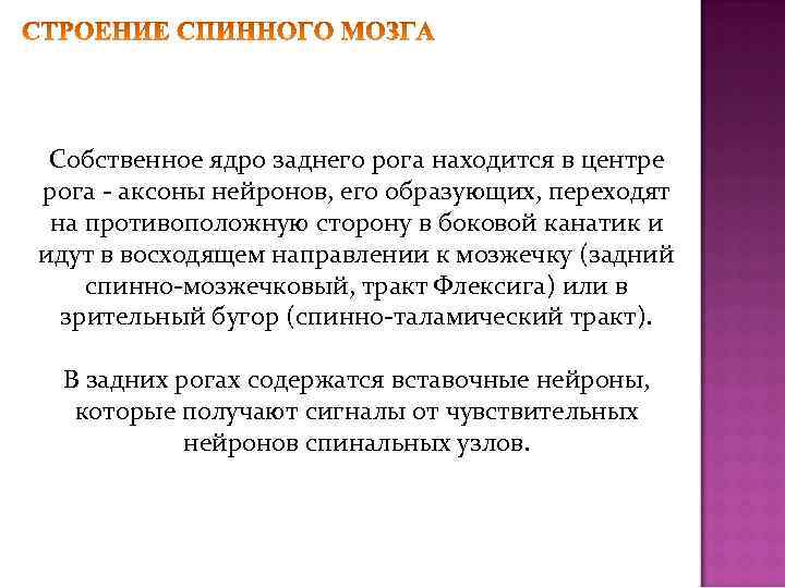 Собственное ядро заднего рога находится в центре рога - аксоны нейронов, его образующих, переходят