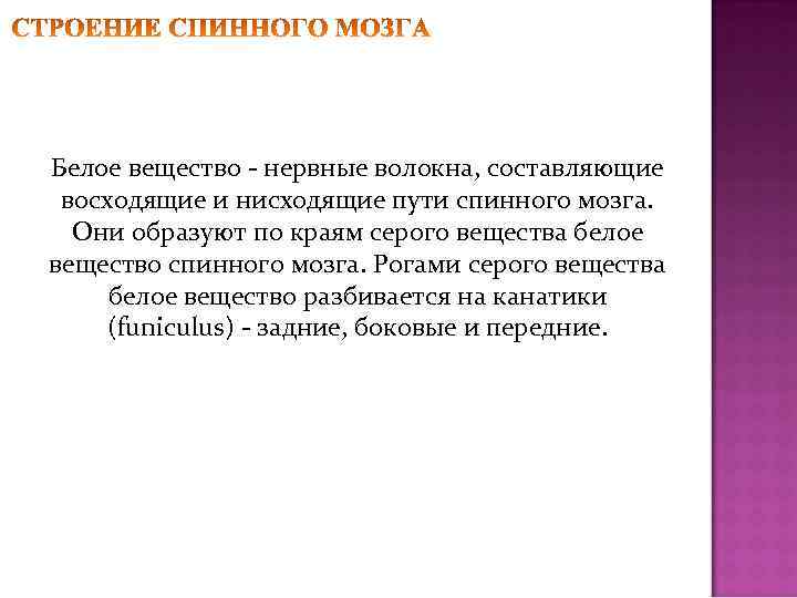 Белое вещество - нервные волокна, составляющие восходящие и нисходящие пути спинного мозга. Они образуют