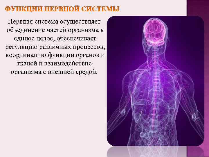 Нервная система осуществляет объединение частей организма в единое целое, обеспечивает регуляцию различных процессов, координацию