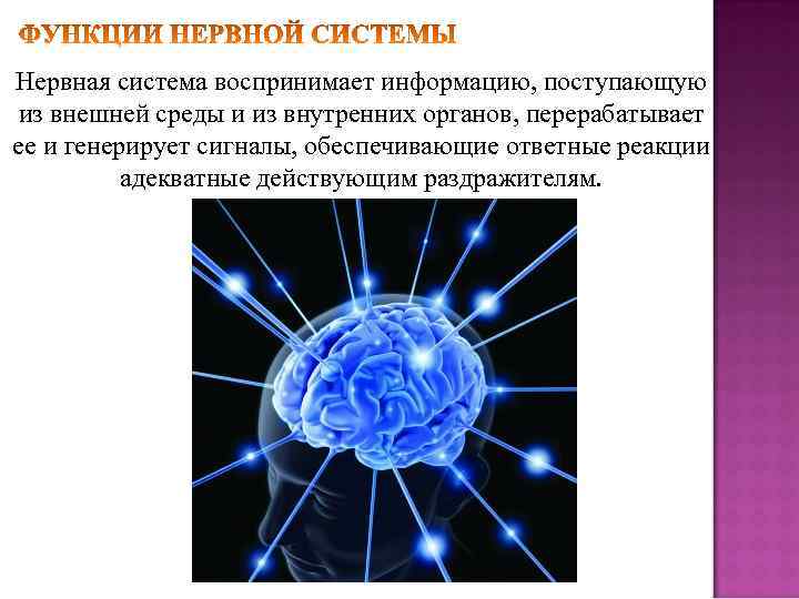 Нервная система воспринимает информацию, поступающую из внешней среды и из внутренних органов, перерабатывает ее