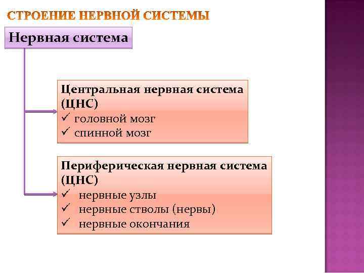 Нервная система Центральная нервная система (ЦНС) ü головной мозг ü спинной мозг Периферическая нервная