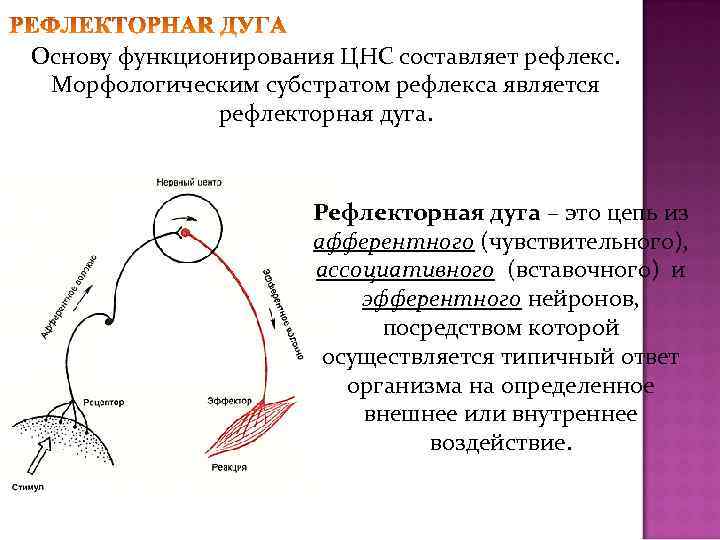 Основу функционирования ЦНС составляет рефлекс. Морфологическим субстратом рефлекса является рефлекторная дуга. Рефлекторная дуга –