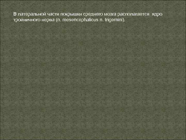 В латеральной части покрышки среднего мозга располагается ядро тройничного нерва (n. mesencephalicus n. trigemini).