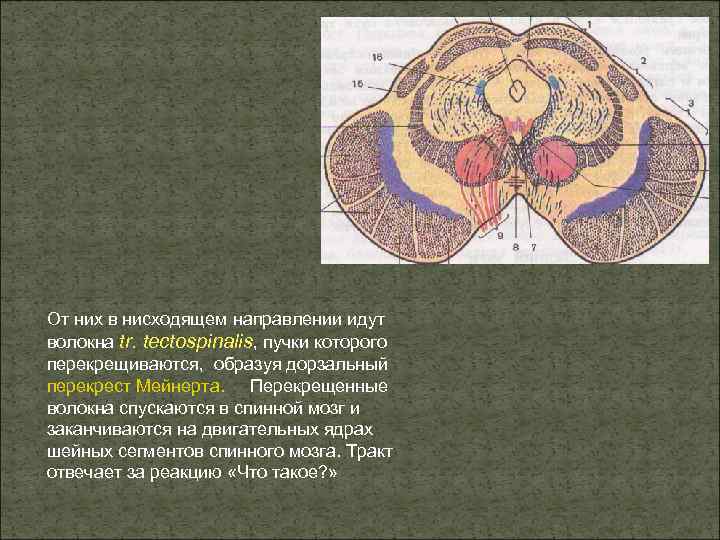 От них в нисходящем направлении идут волокна tr. tectospinalis, пучки которого перекрещиваются, образуя дорзальный