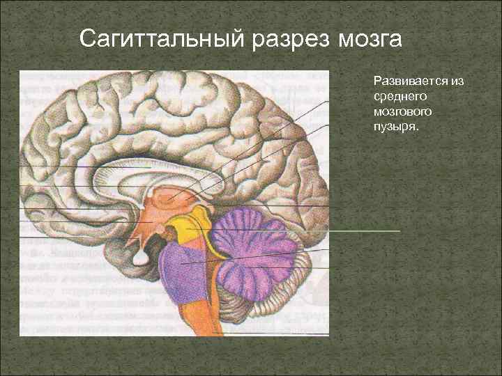 Сагиттальный разрез мозга Развивается из среднего мозгового пузыря. 