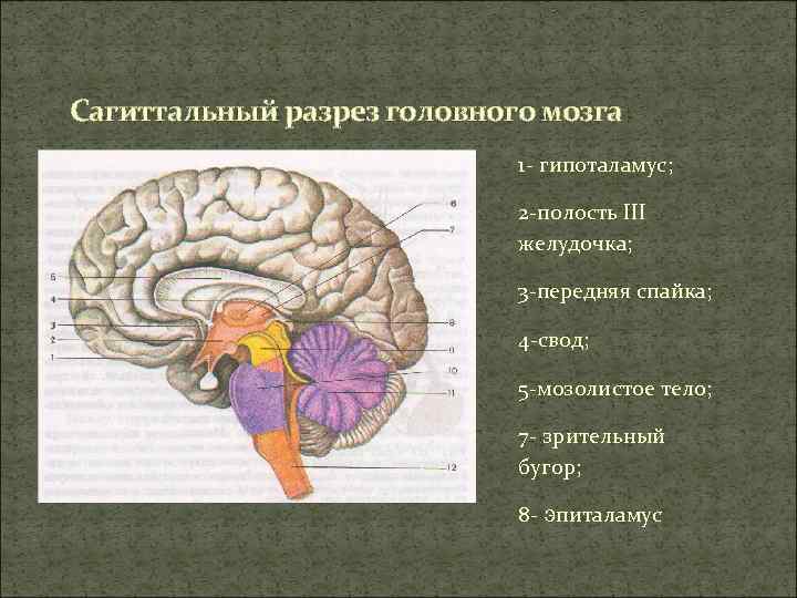 Сагиттальный разрез головного мозга 1 - гипоталамус; 2 -полость III желудочка; 3 -передняя спайка;