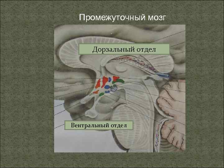 Промежуточный мозг Дорзальный отдел Вентральный отдел 