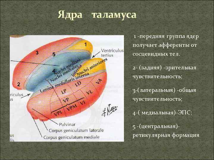 Ядра таламуса 1 -передняя группа ядер 1 3 5 4 2 получает афференты от