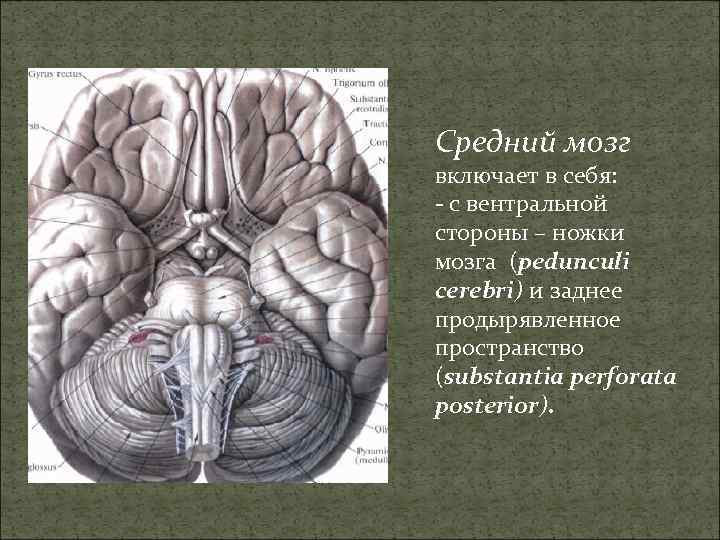 Средний мозг включает в себя: - с вентральной стороны – ножки мозга (pedunculi cerebri)