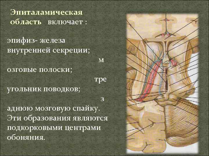 Эпиталамическая область включает : эпифиз- железа внутренней секреции; озговые полоски; угольник поводков; м тре