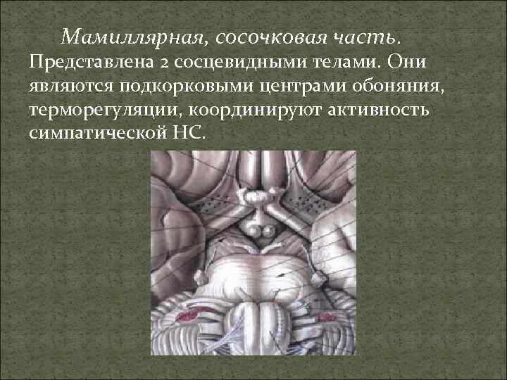 Мамиллярная, сосочковая часть. Представлена 2 сосцевидными телами. Они являются подкорковыми центрами обоняния, терморегуляции, координируют