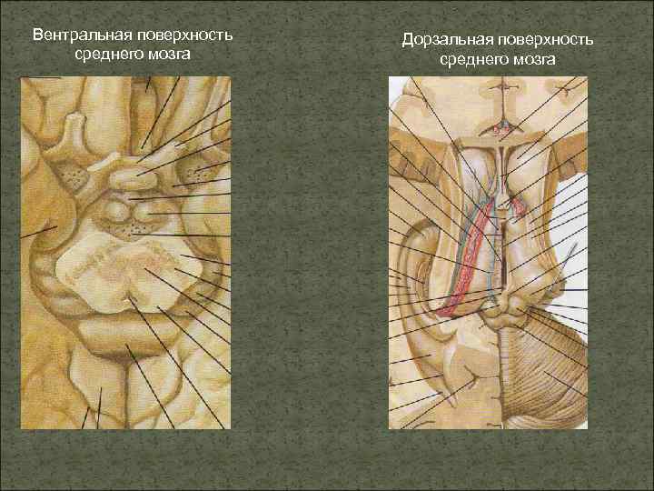 Вентральная поверхность среднего мозга Дорзальная поверхность среднего мозга 