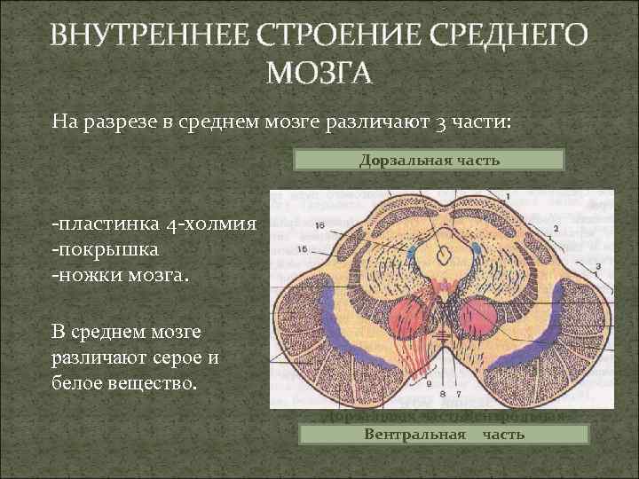 ВНУТРЕННЕЕ СТРОЕНИЕ СРЕДНЕГО МОЗГА На разрезе в среднем мозге различают 3 части: Дорзальная часть