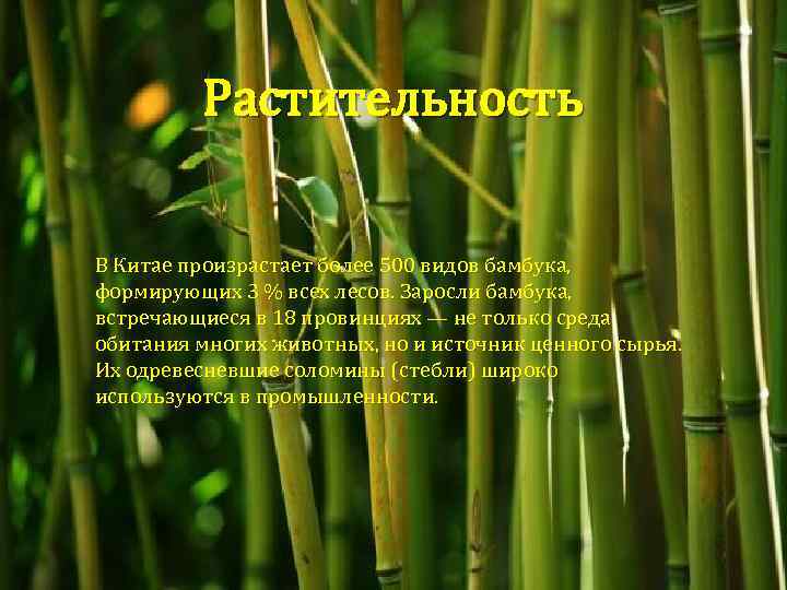 Растительность В Китае произрастает более 500 видов бамбука, формирующих 3 % всех лесов. Заросли