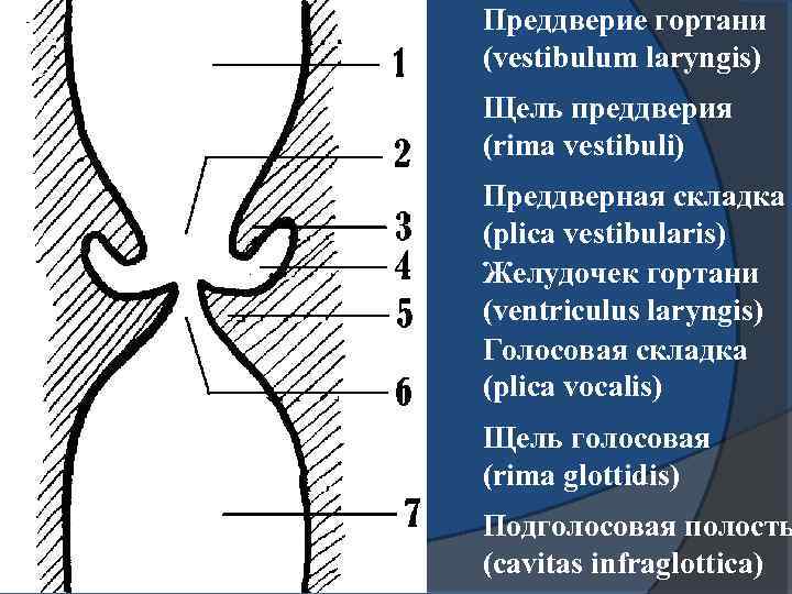 Преддверие гортани (vestibulum laryngis) Щель преддверия (rima vestibuli) Преддверная складка (plica vestibularis) Желудочек гортани