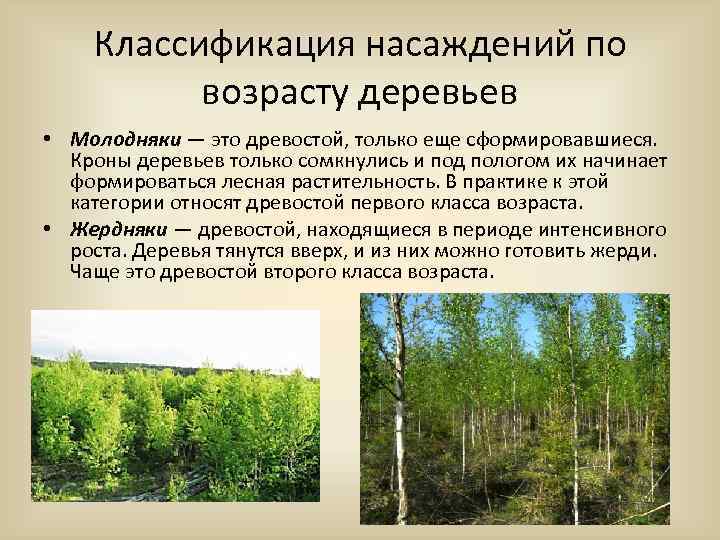 Классификация насаждений по возрасту деревьев • Молодняки — это древостой, только еще сформировавшиеся. Кроны