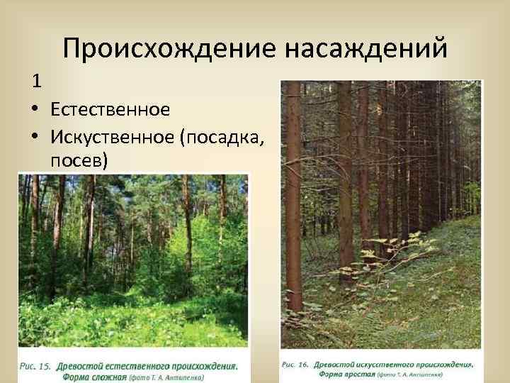 Происхождение насаждений 1 • Естественное • Искуственное (посадка, посев) 