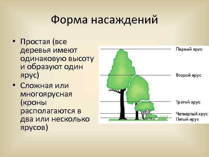 Форма насаждений • Простая (все деревья имеют одинаковую высоту и образуют один ярус) •