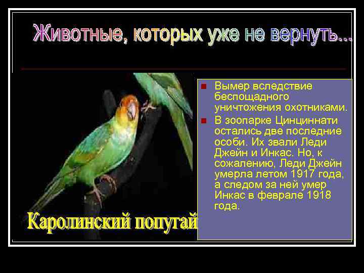 n n Вымер вследствие беспощадного уничтожения охотниками. В зоопарке Цинциннати остались две последние особи.