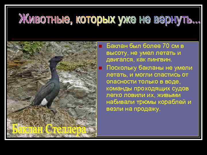 n n Баклан был более 70 см в высоту, не умел летать и двигался,