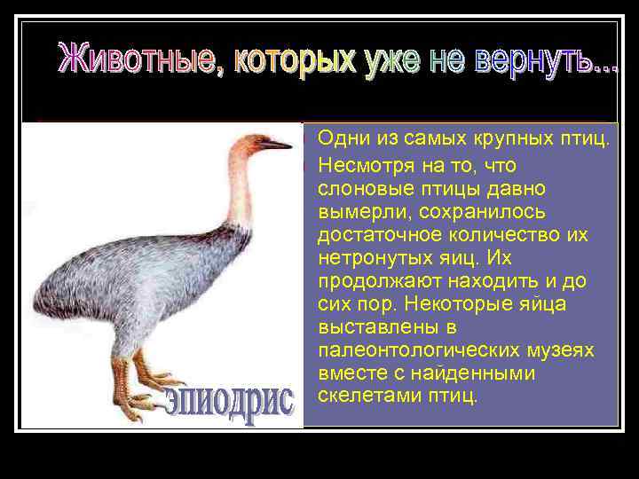 n n Oдни из самых крупных птиц. Несмотря на то, что слоновые птицы давно