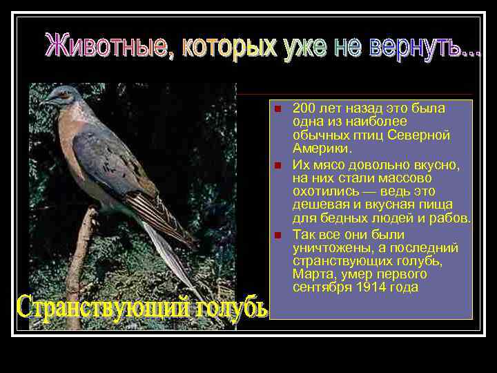 n n n 200 лет назад это была одна из наиболее обычных птиц Северной