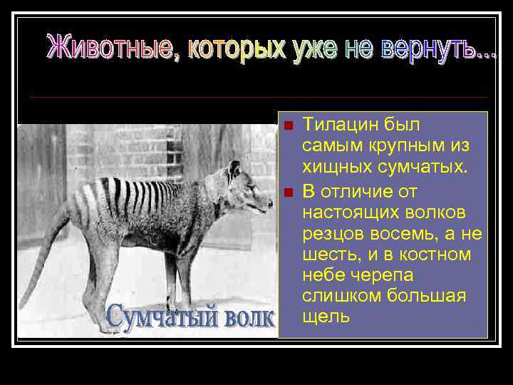 n n Тилацин был самым крупным из хищных сумчатых. В отличие от настоящих волков