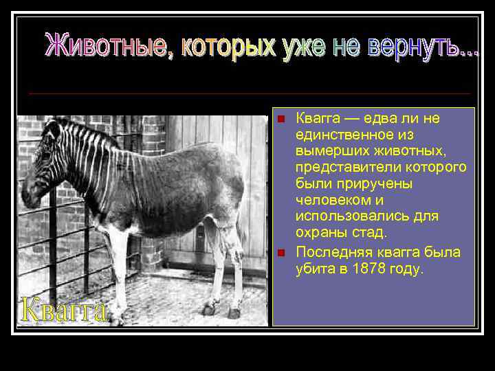 n n Квагга — едва ли не единственное из вымерших животных, представители которого были