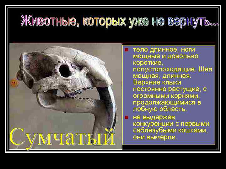 n n тело длинное, ноги мощные и довольно короткие, полустопоходящие. Шея мощная, длинная. Верхние