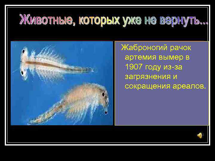 Жаброногий рачок артемия вымер в 1907 году из-за загрязнения и сокращения ареалов. 