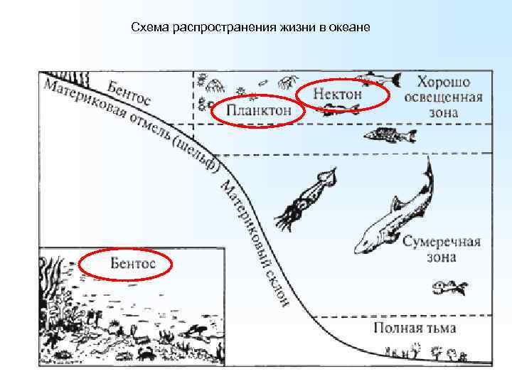 Схема глубинных зон океана 5 класс география