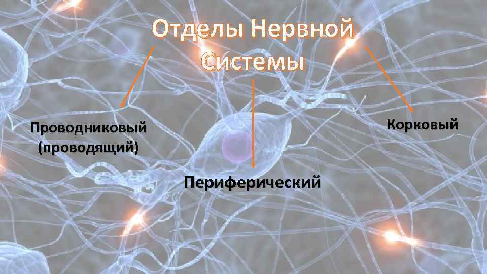 Отделы Нервной Системы Корковый Проводниковый (проводящий) Периферический 