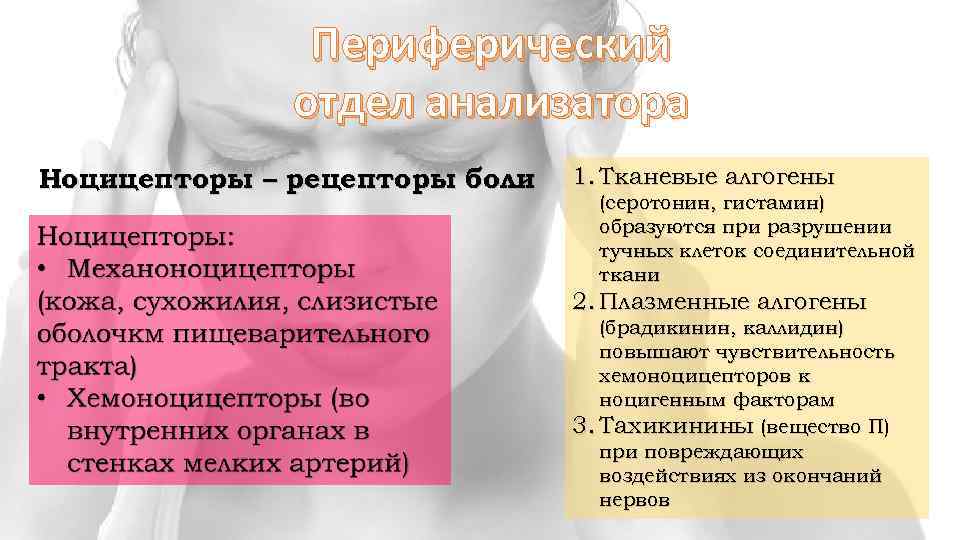 Периферический отдел анализатора Ноцицепторы – рецепторы боли 1. Тканевые алгогены (серотонин, гистамин) образуются при
