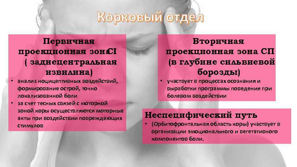 Корковый отдел Первичная проекционная зона CI ( заднецентральная извилина) • анализ ноцицептивных воздействий, формирование