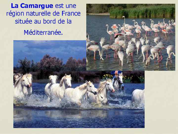 La Camargue est une région naturelle de France située au bord de la Méditerranée.