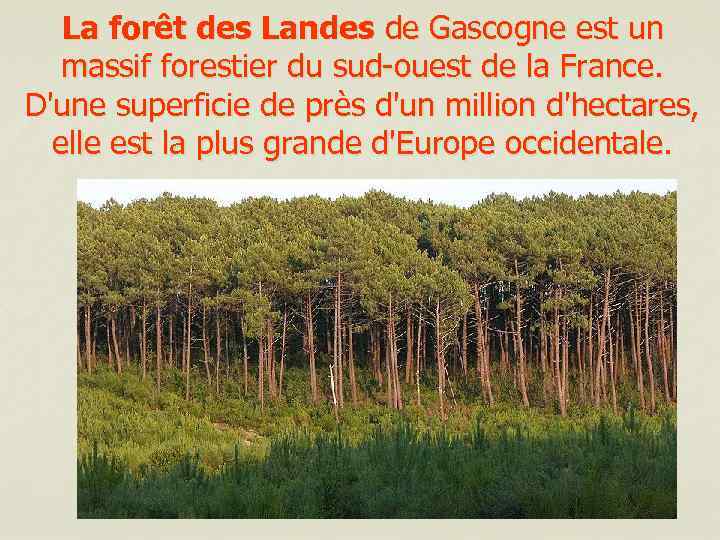 La forêt des Landes de Gascogne est un massif forestier du sud-ouest de la